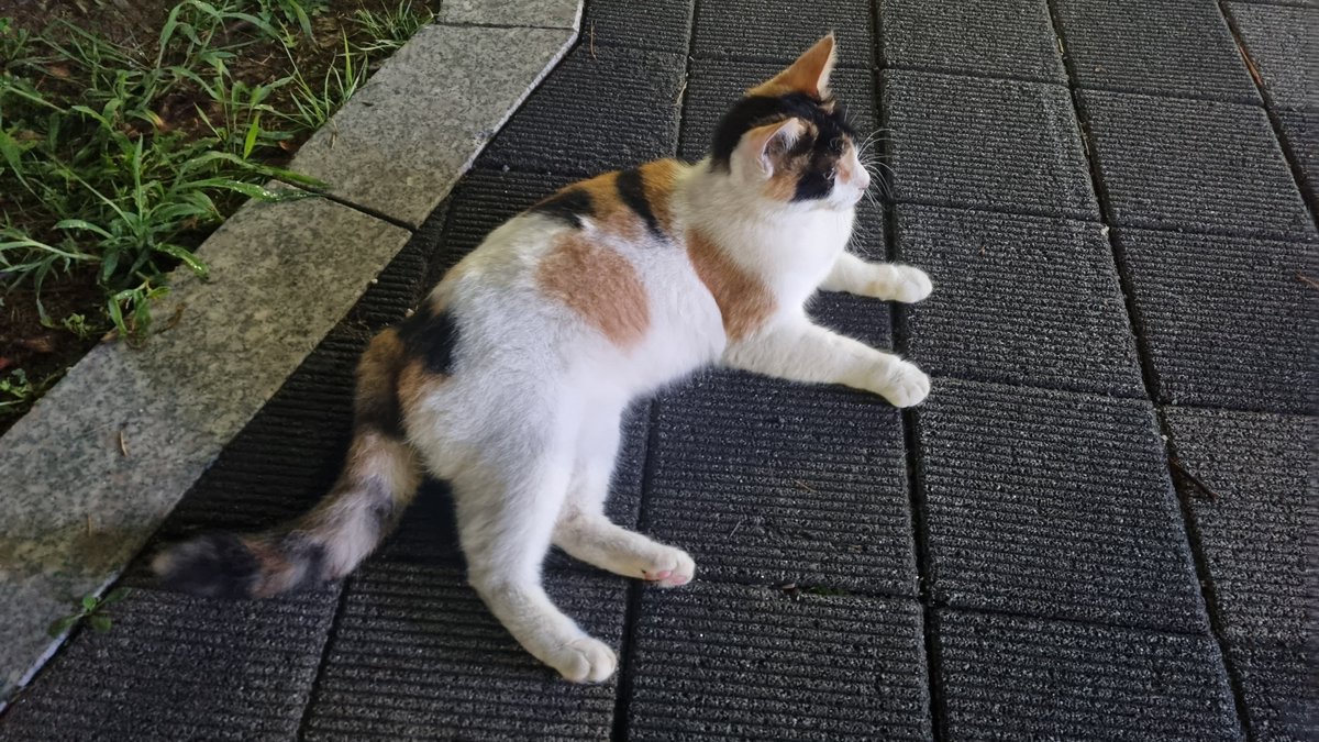 Noreshiro's tweet photo. 집가다가 순한 고양이 만남 https://t.co/SC9v89ETbh
