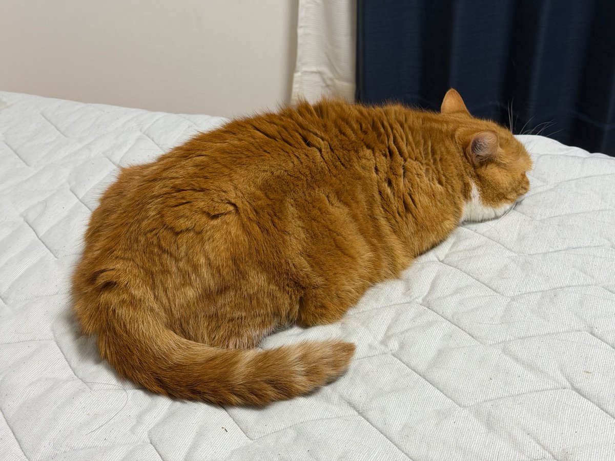 neko_mks's tweet photo. ＃ねこ事務局長のつぶやき

中小事業主・法人の役員・家族従事者の方などは
労働者ではないため #労災保険 に加入できません。

でも実は、＃労働保険事務組合 に委託することで
任意で労災に特別加入できるのを知っていますか🐱

気になったらこちら👇
https://t.co/Gq2xkpg7XK

＃企業公式つぶやき部 https://t.co/mTlacUBFWt