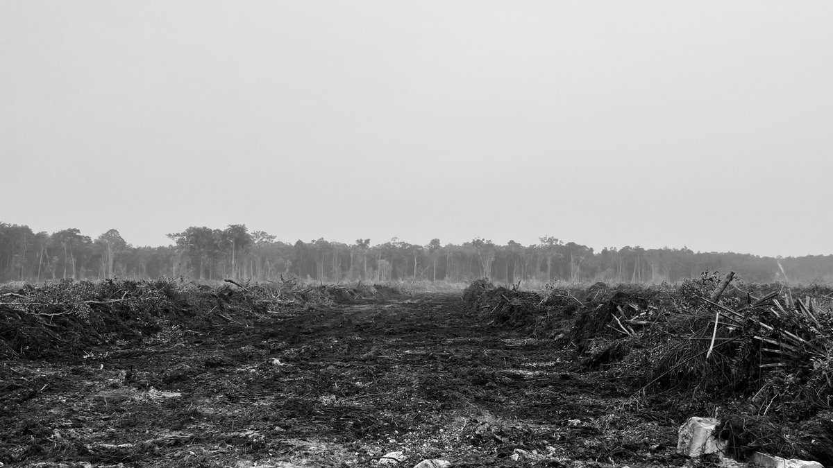 greencitzen's tweet photo. Apakah harus menunggu hutan ini habis? 

📍Palangka Raya, Kalimantan Tengah

@prabowo @RajaJuliAntoni @kemenhut_ri https://t.co/8grypxs2Eo