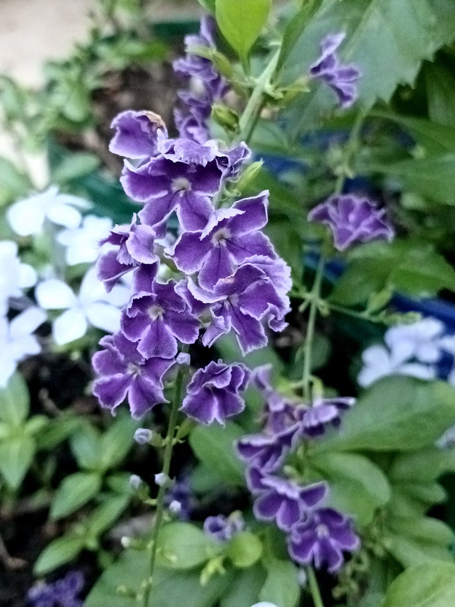 dmair7's tweet photo. Nuevamente morado ☺️🪴
Los colores alegran los días. 
Les deseo un hermoso domingo ☕ https://t.co/xXjLghn7nT
