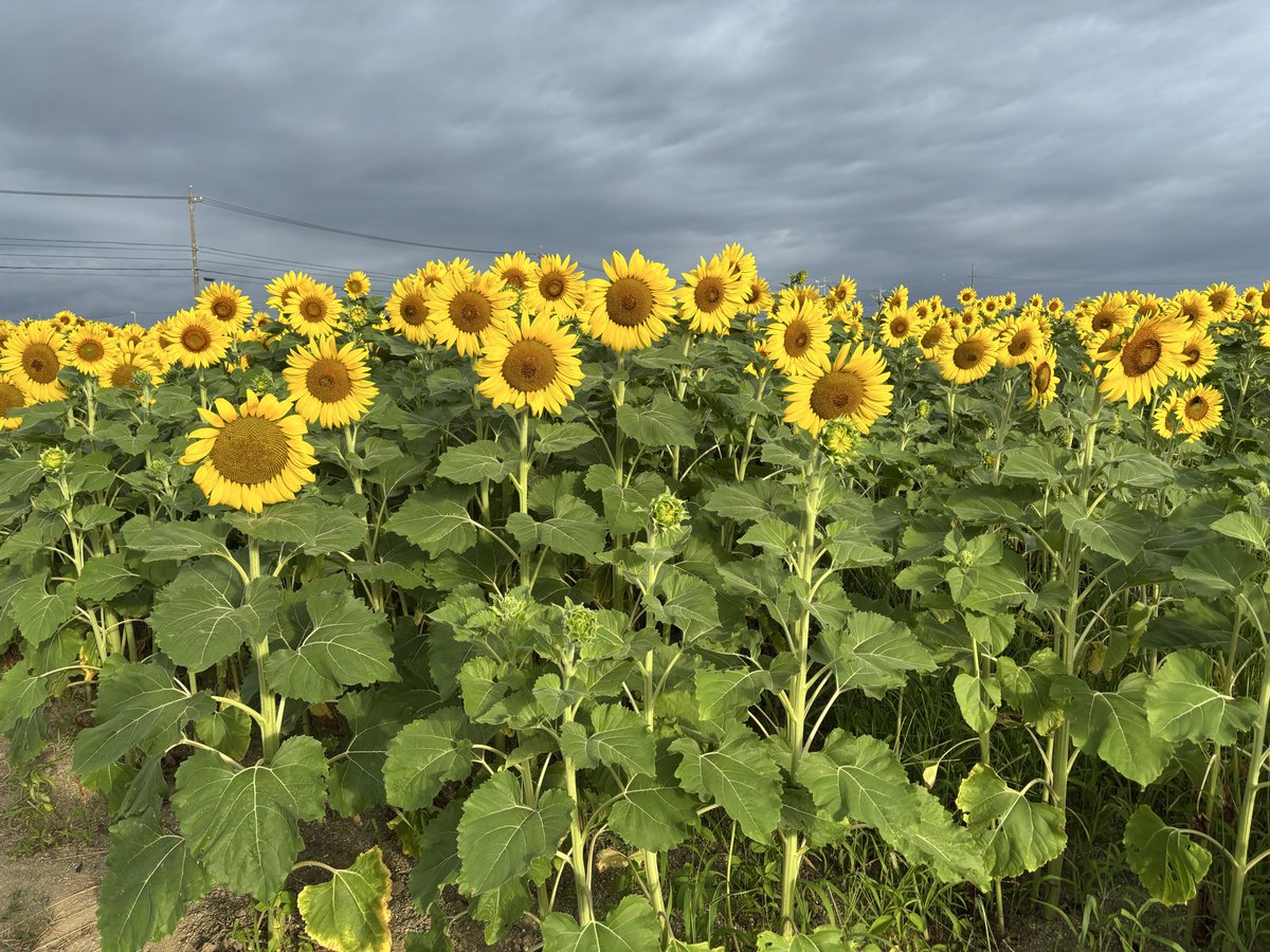 maun_moun's tweet photo. 夏頃にたまたま通りかかった向日葵畑で知ったトマトの直売所、その時は朝早かったから今週行って買ってきた、トマト苦手なんだけどこれはかなり美味しいと思う https://t.co/QuyWWlBB5s