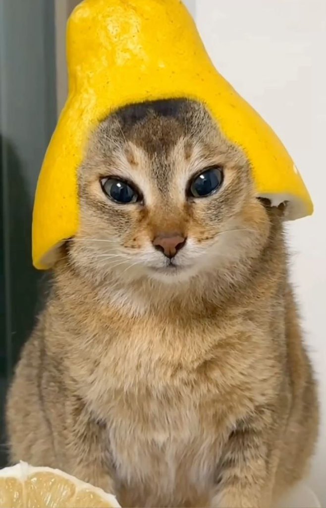 Mattagbyio's tweet photo. @Smartdesire33 @JR5_Crypto vro look at this cat 😭 https://t.co/iAhzKDdyUf