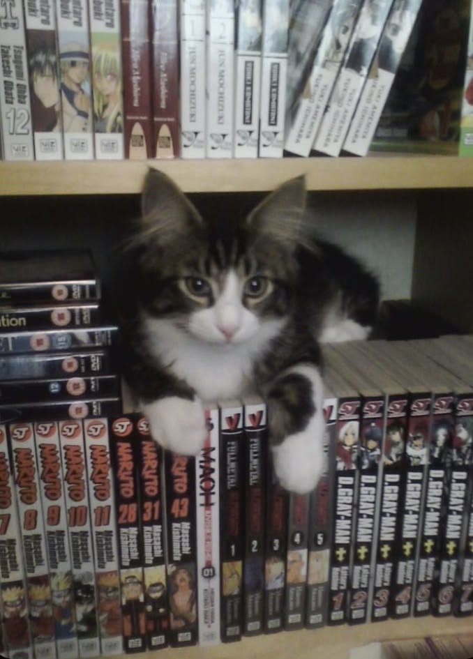 hadimafeilen's tweet photo. i love my kitty but how am i supposed to read my manga... (ꐦ¬`‸´¬) https://t.co/cprhVPb6Xq