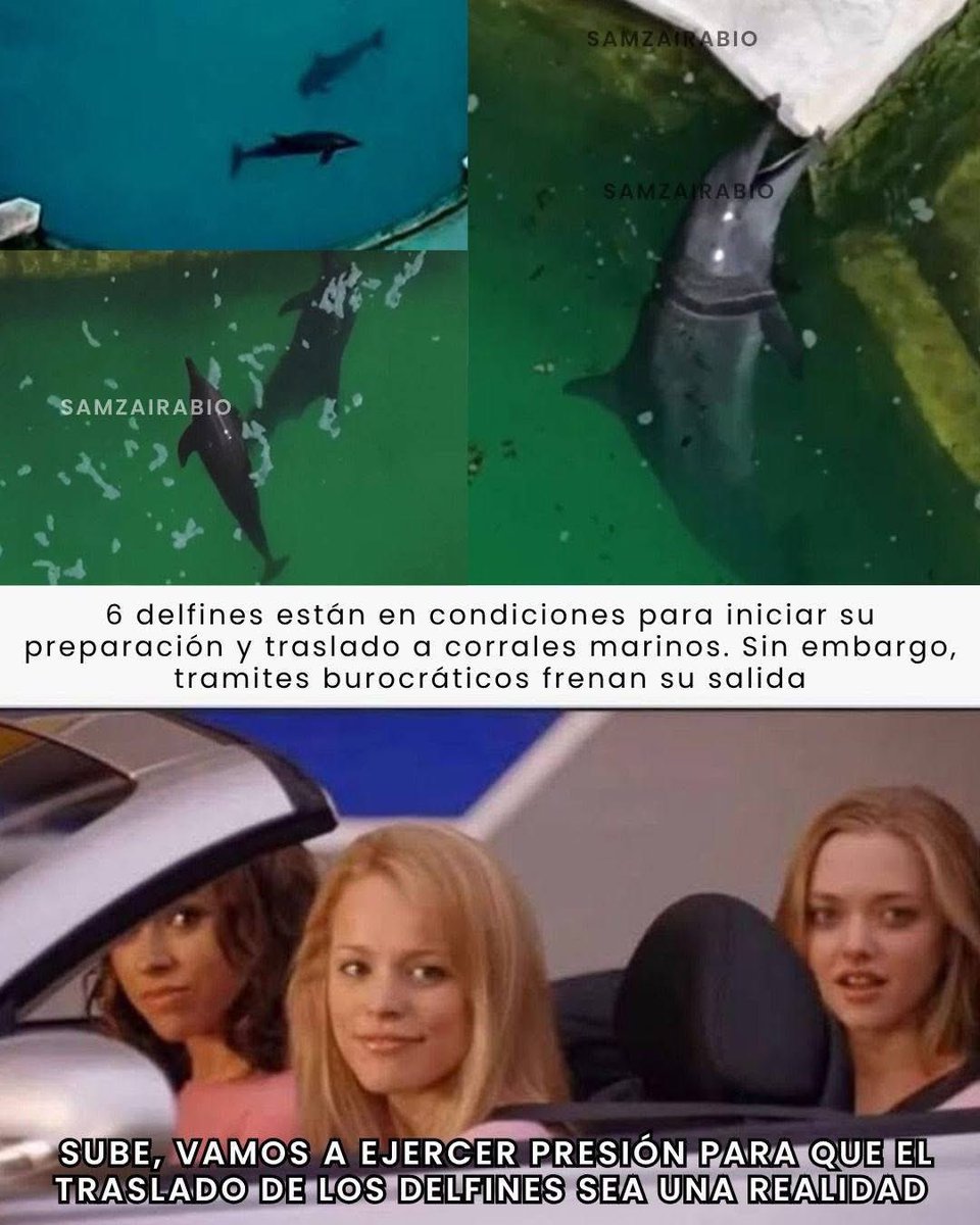 VigiaCiudadano7's tweet photo. 🐬 ¡LOS 9 DELFINES DE CANCÚN NOS NECESITAN! 🌊

El caso de los 9 delfines resguardados en el antiguo predio Dolphin Connection (Ventura Park) en Cancún exige acción inmediata. La falta de emisión de los protocolos oficiales por parte de las autoridades federales mantiene congelada la reubicación de estos ejemplares.

Exigimos una solución integral para los 9:

🐬 1. TRASLADO URGENTE PARA 6 DE ELLOS: De acuerdo con las evaluaciones, 6 delfines están en condiciones físicas para iniciar su preparación y traslado a corrales marinos. Sin embargo, la falta de reglamentos técnicos frena la autorización de su salida de las albercas de concreto.
🏥 2. ATENCIÓN MÉDICA PRIORITARIA PARA LOS 3 RESTANTES: Mincho, Solei y Oceanía se encuentran en estado de salud crítico. Debido a su fragilidad, moverlos hoy pondría en riesgo sus vidas. ¡No los podemos ignorar! Exigimos que las autoridades y especialistas garanticen tratamiento veterinario especializado in situ, estabilización médica y adecuación inmediata de su entorno actual hasta que sea seguro trasladarlos.

📢 ¿CÓMO PODEMOS SUMAR?

 1️⃣ Etiqueta a las autoridades: Escribe en los comentarios mencionando a la @PROFEPA y a la @SEMARNAT para exigir la pronta emisión de lineamientos técnicos y atención médica de urgencia.
 2️⃣ Alza la voz por los 9: Comparte esta publicación para visibilizar que la exigencia es por la manada completa. 
3️⃣ Apoya la petición de firmas: Firma las iniciativas impulsadas por organizaciones de bienestar animal como Empty The Tanks México en https://t.co/5RvHdfAcQS

¡La burocracia no puede ser la causa del sufrimiento animal! 💙🌊

#LiberenALosDelfines #Cancún #LeyMincho #PROFEPA #SEMARNAT #BienestarAnimal