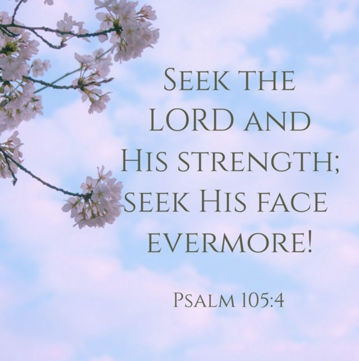mz_cheryl_'s tweet photo. A blessed Sunday to all! Seek the Lord and His strength.✝️❤️

#SundayScripture #Bible #Psalm105 #Blessings https://t.co/hLVUi4vGu9