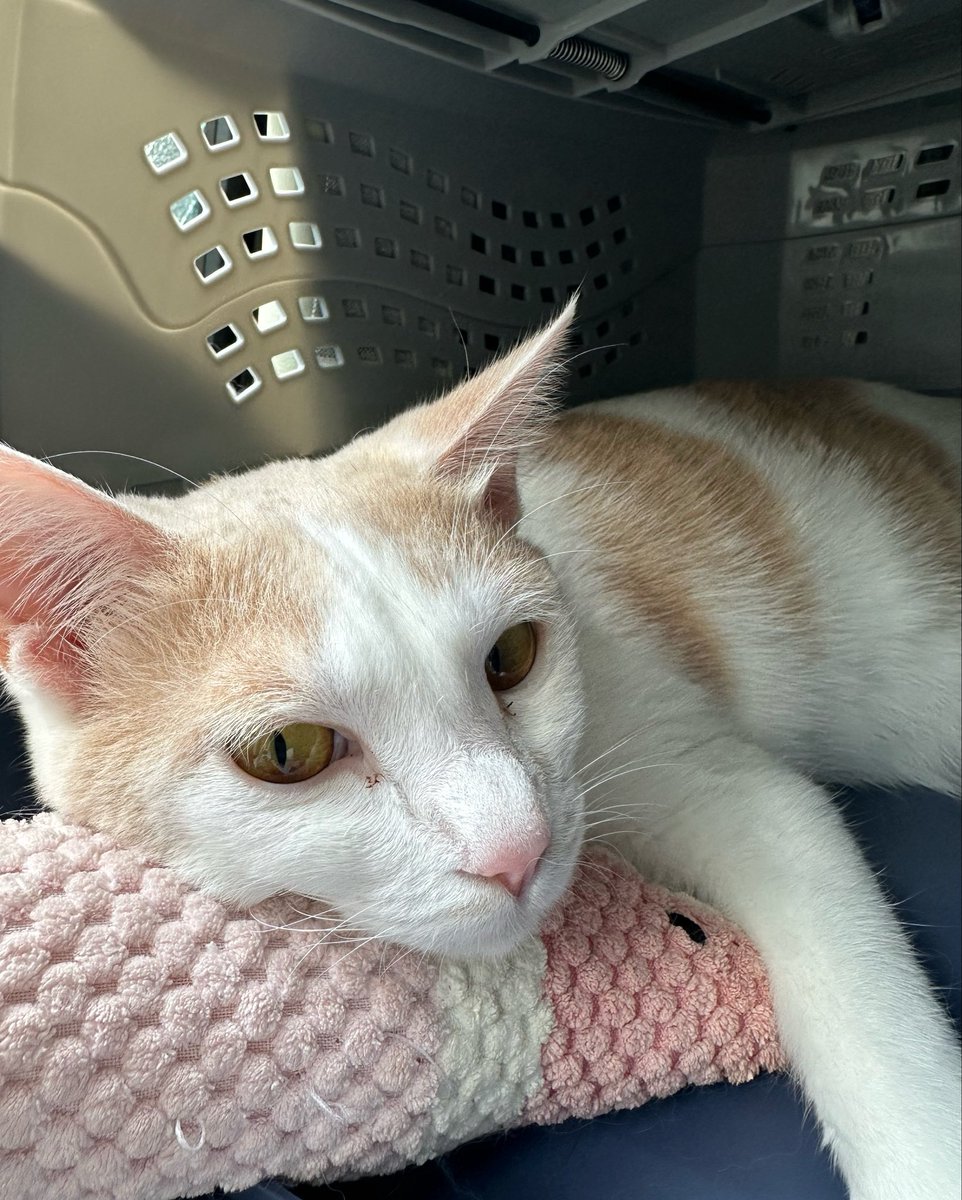 toki_shisui's tweet photo. まろちゃんふけた https://t.co/d265dwjz2F