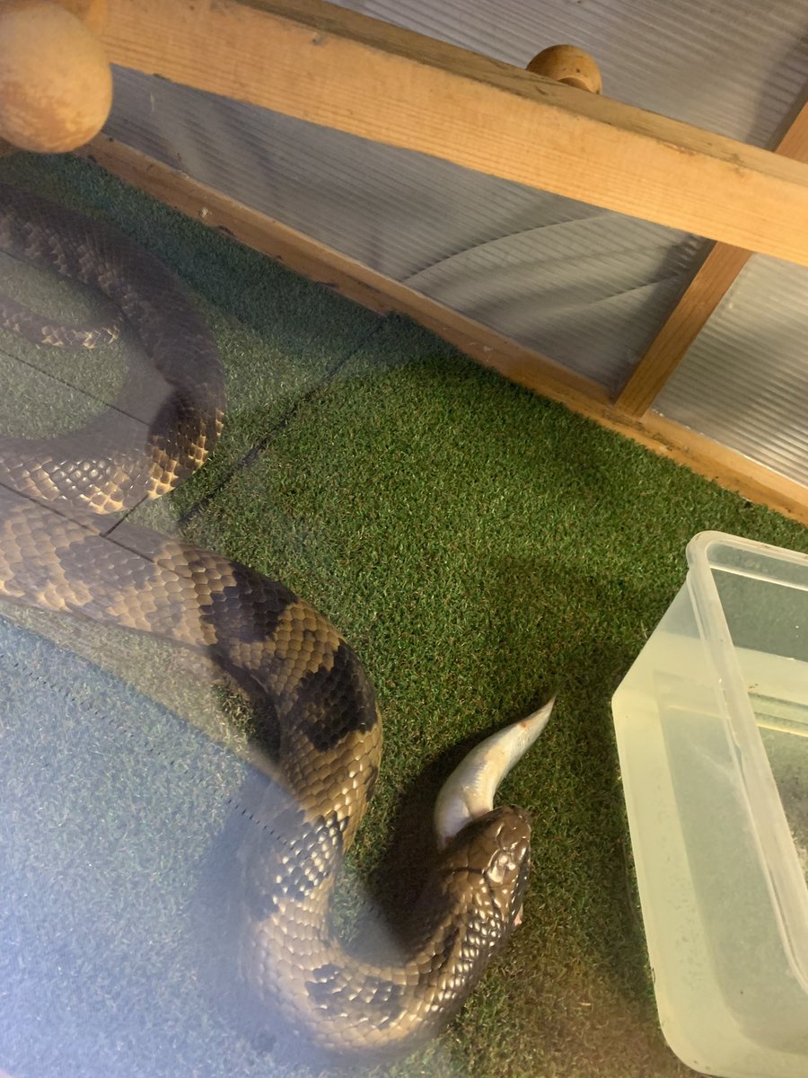 Apodora255's tweet photo. マイワシ買ったけどこれでも小さかったわ
鮎は高すぎて俺が食いたいくらいだし https://t.co/uXEzj8T2Nf