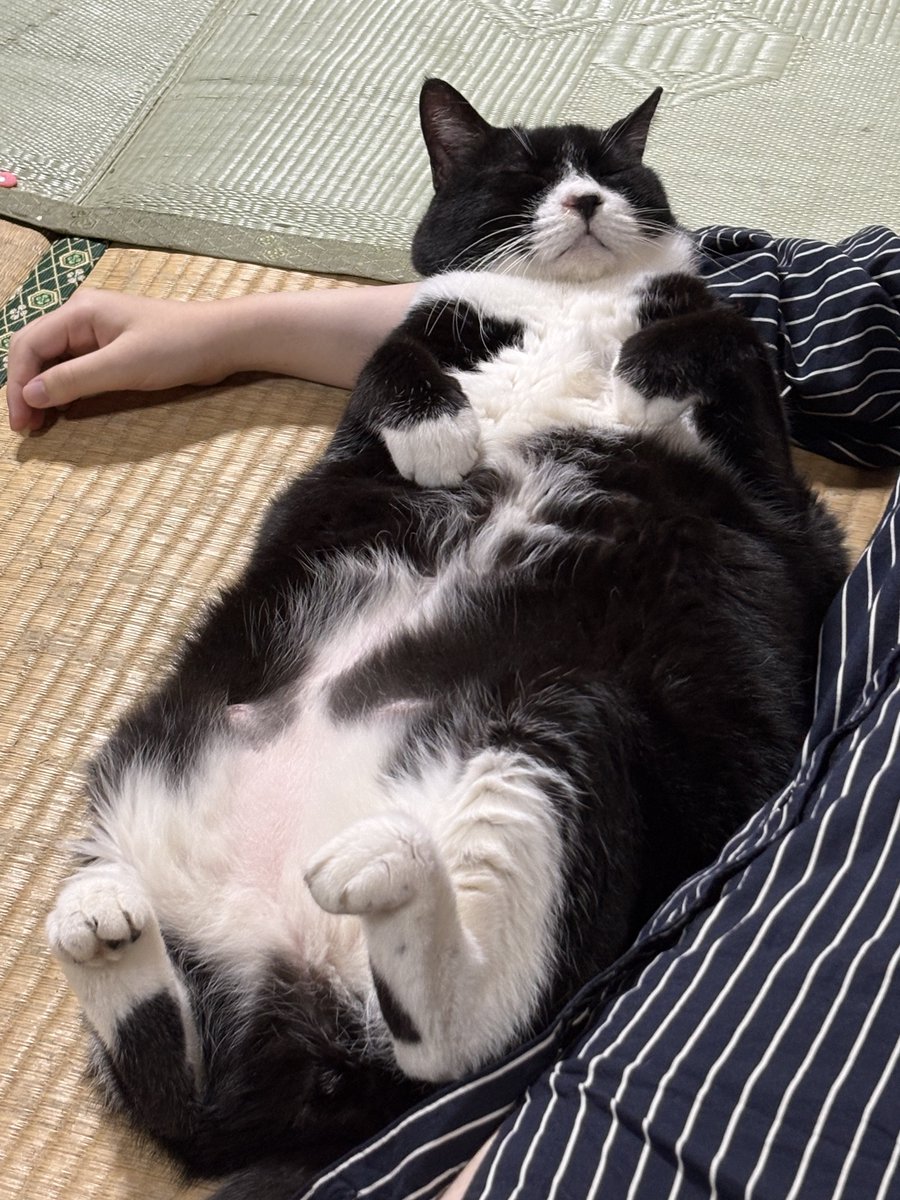 atropine100mg's tweet photo. 人の腕を枕に寝る愛猫(元野良)
なんか増えたらしい元野良
やはりサイズ感がおかしいだろう愛猫 https://t.co/2TgqdFziZi