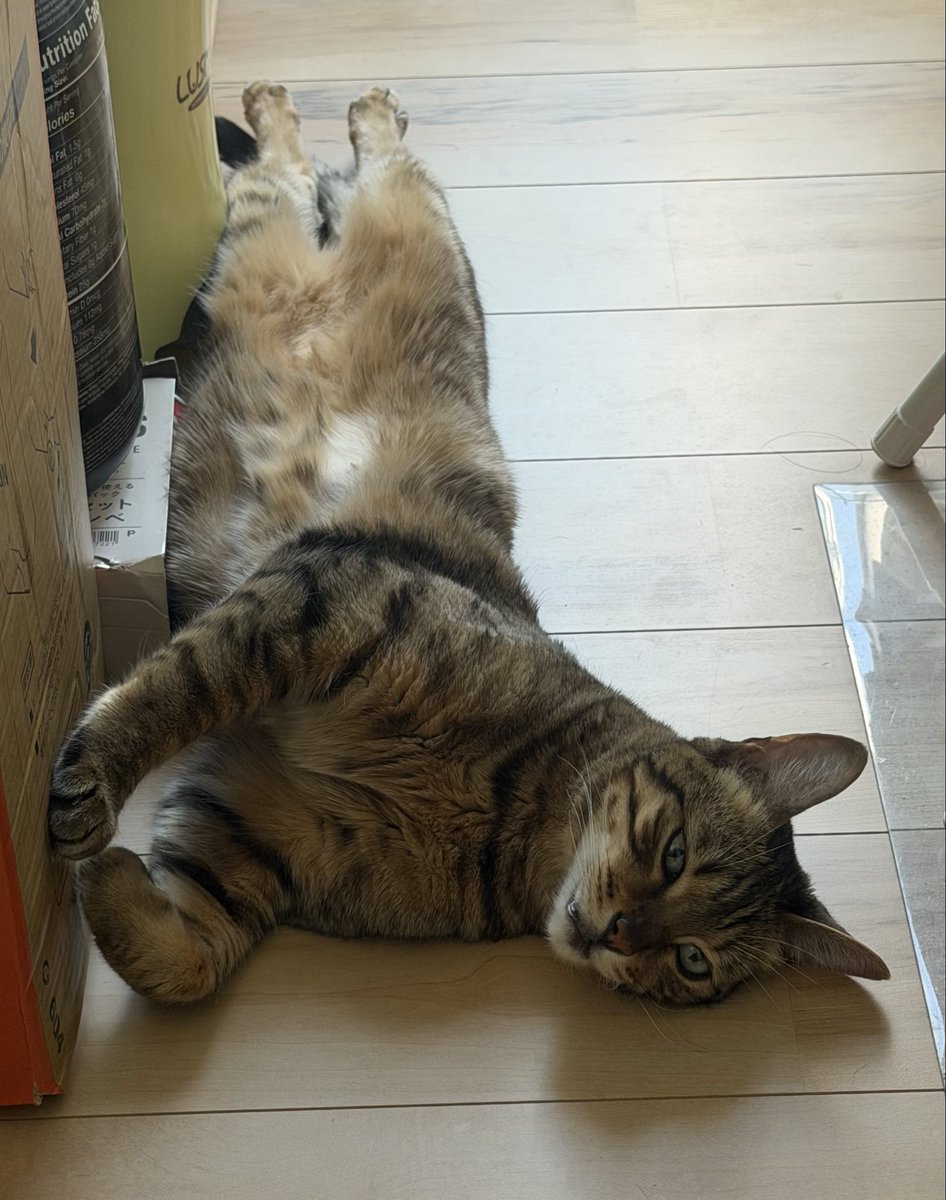 shig_shin's tweet photo. 野生の猫が絶対にやらないやつ https://t.co/8hITrlh5ak