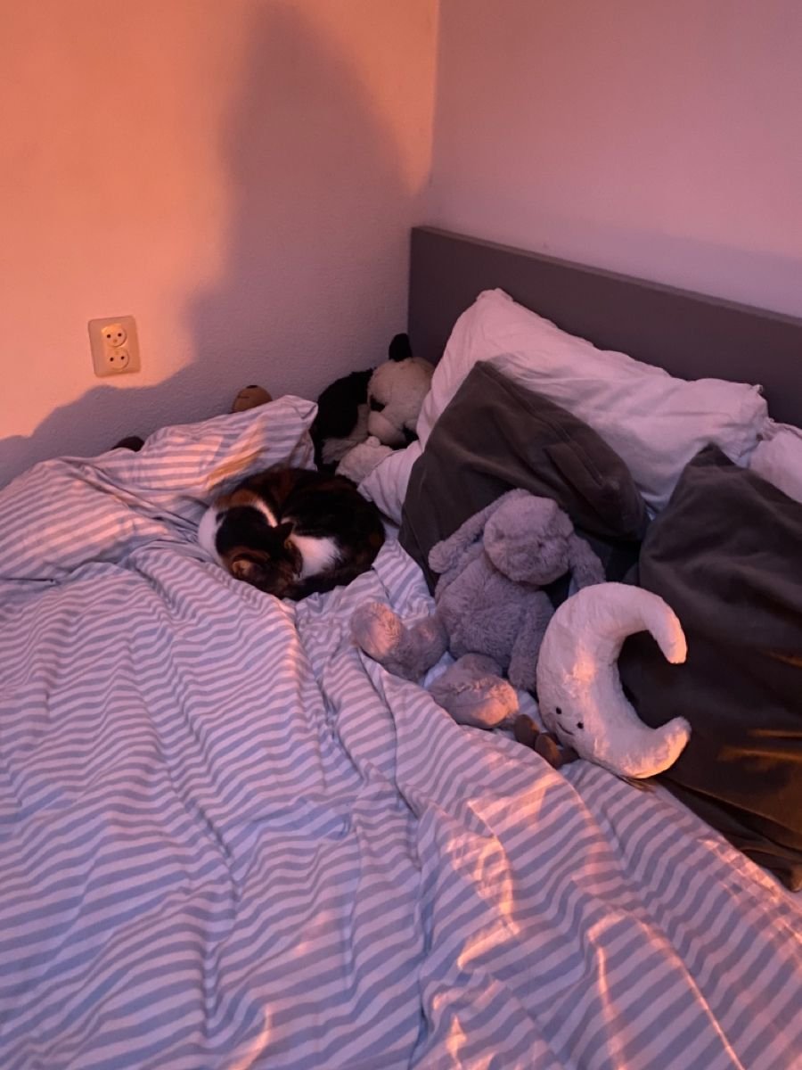 hadimafeilen's tweet photo. wanting to go to sleep but one of my kitties in the way... (｡•̀ ⤙ •́ ｡ꐦ) !!! https://t.co/yoa125NO9i