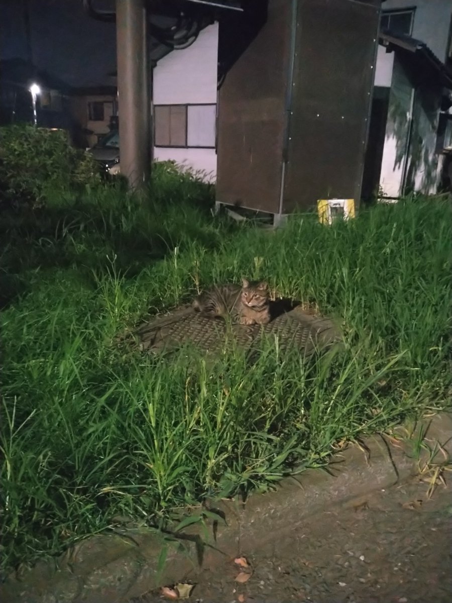 OaWaU's tweet photo. こんばんは。 https://t.co/UN0PlBOsWk