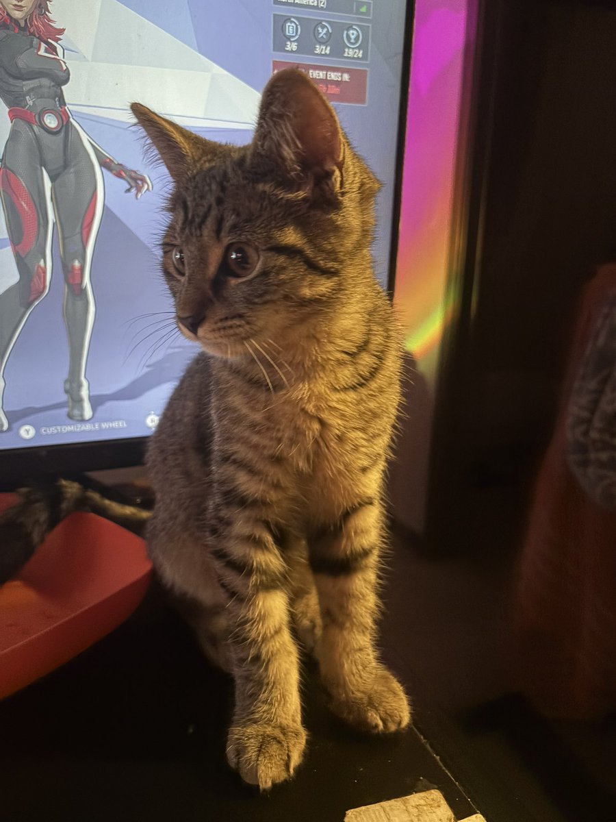 4thSusanoo's tweet photo. My lil homie 🐈 #kiri https://t.co/iMIEiIWTMC