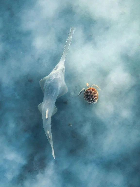 Rainmaker1973's tweet photo. Matt Deakin captured this green sawfish swimming alongside a sea turtle in Western Australia. The photo, titled “Ethereal Encounter,” was recently named the 2026 Australian Geographic Nature Photographer of the Year. https://t.co/jAQkAGsgjM