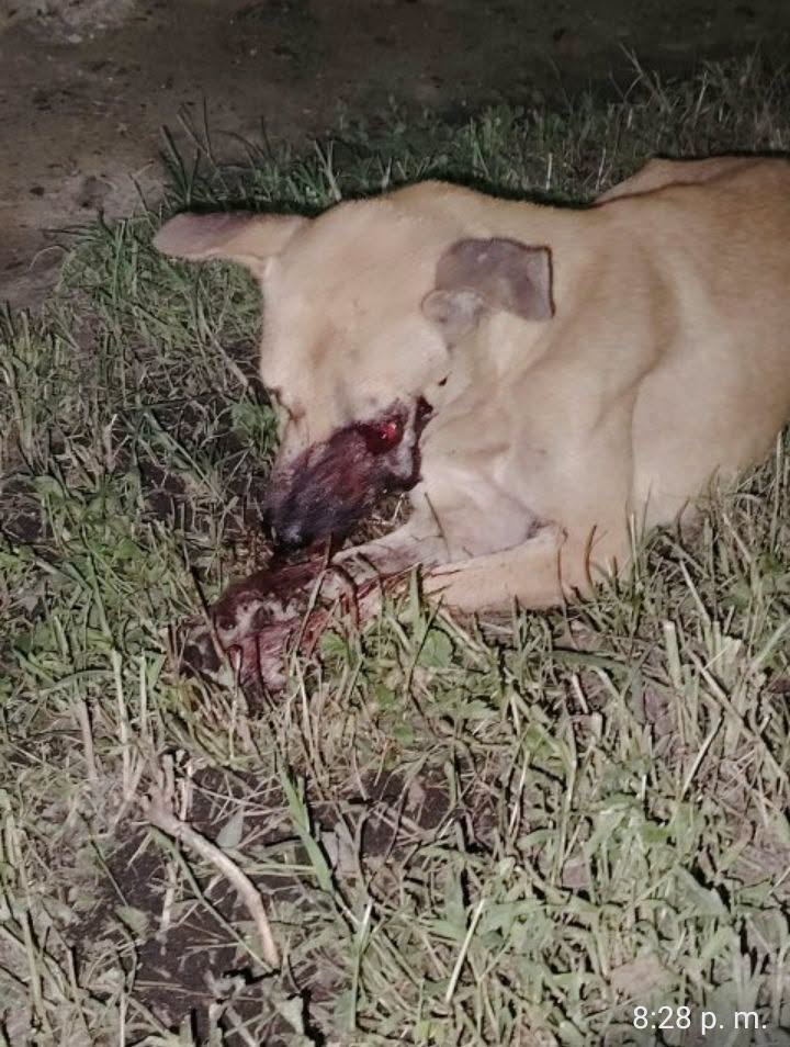 A64029345's tweet photo. Casos de terceros: Se necesita ayuda urgente para Perrito comunitario mal herido con su ojo expuesto, está en zanjón Barrera, Barquisimeto, contacto: 0414-9550940. https://t.co/hrrmrECn1P