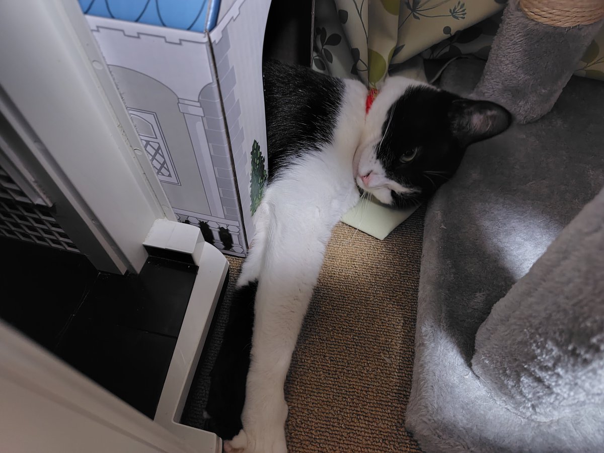 minazuki717's tweet photo. 箱とかキャットタワーとかの狭いのが嫌いな猫、かろうじて使ってくれている https://t.co/1rcvIe6dYK