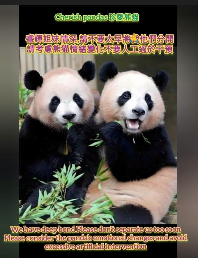 Lovepandas520's tweet photo. #Ruihui will absolutely not follow Fubao's path do not enter the same place
# Please take Ruihui to a high-quality zoo great reputation and information regularly disclosed zoo with superior medical facilities
https://t.co/Tz4EsKt7Rq https://t.co/f5HFjkvg2E