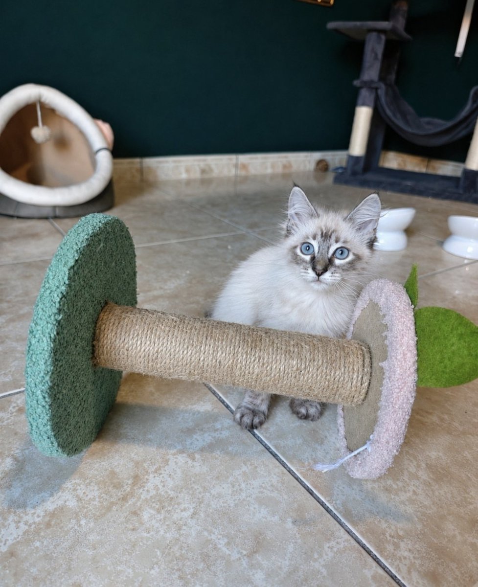 Neinei_rescue's tweet photo. Hola chicos!
Voy muy justa de comida húmeda y de arena 😣😣

No paro de pedir, lo siento. Es que son muchos y comen y cagan un montón 🥲 y la suerte que tengo de que una de las casas de acogida está poniendo su propia arena... 

Esto es lo más urgente pero también necesito cosas como bolsas de basura que cuestan 1€ y poco, feliway, fortiflora, filtros para la fuente... Está todo en la lista. Si podéis ayudarme comprando algo o compartiendo os lo agradezco infinitamente 🙏🏻 

Mil gracias 🫂🫂
https://t.co/DohklFB1Rw