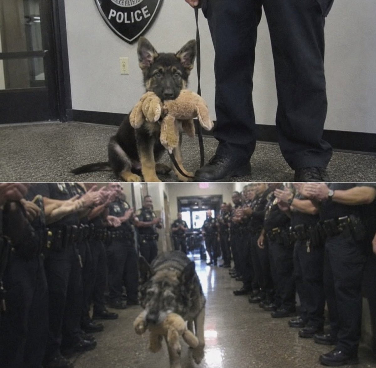 MilitaryCooI's tweet photo. K-9 Keeps the Same Toy for 12 Years.

On K-9 Max's very first day, his handler handed him a small blue stuffed toy. From that moment on, it never left his side. It rode in the patrol car, sat beside him during training, and was waiting for him after every shift. Officers bought him new toys over the years, but he always chose the same old one.

Twelve years later, with gray around his muzzle, Max retired carrying that same faded toy out of the station one last time.