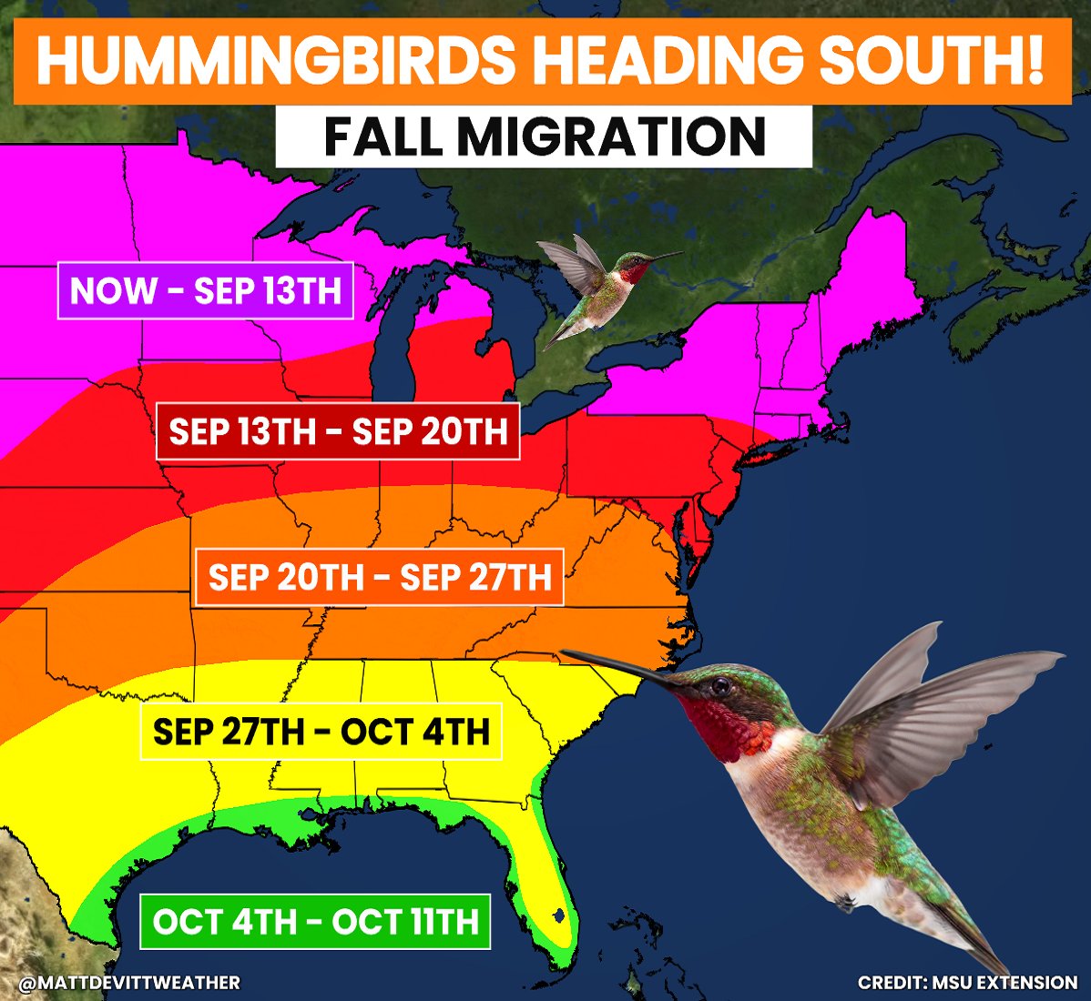 MattDevittWX's tweet photo. HUMMINGBIRD LOVERS GET READY! 
The great hummingbird migration has just started and is currently underway across Minnesota, southern Canada and Maine. You'll start to see even more heading south across the country in the weeks ahead. Get those hummingbird feeders out! https://t.co/MasPtuHnGh