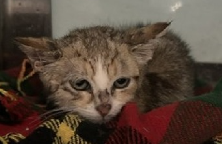 JLthekid9999's tweet photo. 🆘🆘 LIL JIM BOB (ID 262522), 8 WEEKS OLD, FEMALE –  IN QUEENS ACC - came into the shelter as a stray on 8/15/2026.    🆘🆘 😿 😿 😿 😿

➡️TBD 9/1/26

➡️ ONLY A BABY – JUST BEGINNING LIFE

➡️ MEDICAL PRIORITY – NEEDS MORE CARE AND ATTENTION THAN THE SHELTER CAN PROVIDE – IN FELINE ICU😱😱😱

➡️ TOO LOW ON PLEDGES TO STIMULATE RESCUE INTEREST

➡️ 🆘🆘  2ND Chance on Emergency Placement List – VERY URGENT – 🆘🆘 😱🔥🔥😱

➡️ 16 DAYS IN SHELTER – TOO LONG – TIME IS RUNNING OUT

➡️ LIL JIM BOB IS ON THE EPL FOR MEDICAL REASONS - Lil Jim Bob is a kitten with an elbow injury that requires surgery to either repair (reduce the luxation) or amputation. We are also treating Lil Jim Bob for ringworm. Behaviorally, she is fearful but has allowed medical handling without escalation. This evaluation/diagnosis means that LIL JIM BOB will be given very little time for rescue/foster/adoption. 🔥🔥🔥🔥

Lil Jim Bob accepts and appreciates head, neck, and full body pets. Her body loosens and she begins to roll. While her purr starts out quiet it quickly becomes loud. Lil Jim Bob allows pickup, her body tenses slightly and her tail tucks half way but she does not fidget. When the assessor begins to give her neck scritches, she leans into the assessors hand and her body relaxes. While Lil Jim Bob may require a slightly slower approach right as she settles in to make sure her positive progress continues, she shows behavior suitable for adopters with an average level of cat experience with cat parents who are preferably familiar with kitten socialization or are open to detailed counseling by staff.  ❤️ 😻❤️ 😻❤️ 😻

NEEDS OUT OF SHELTER ASAP –

Please RT or pledge, if you can, to save this little one.

@AdamsPaulGrimke

💔😿🙏Thank you