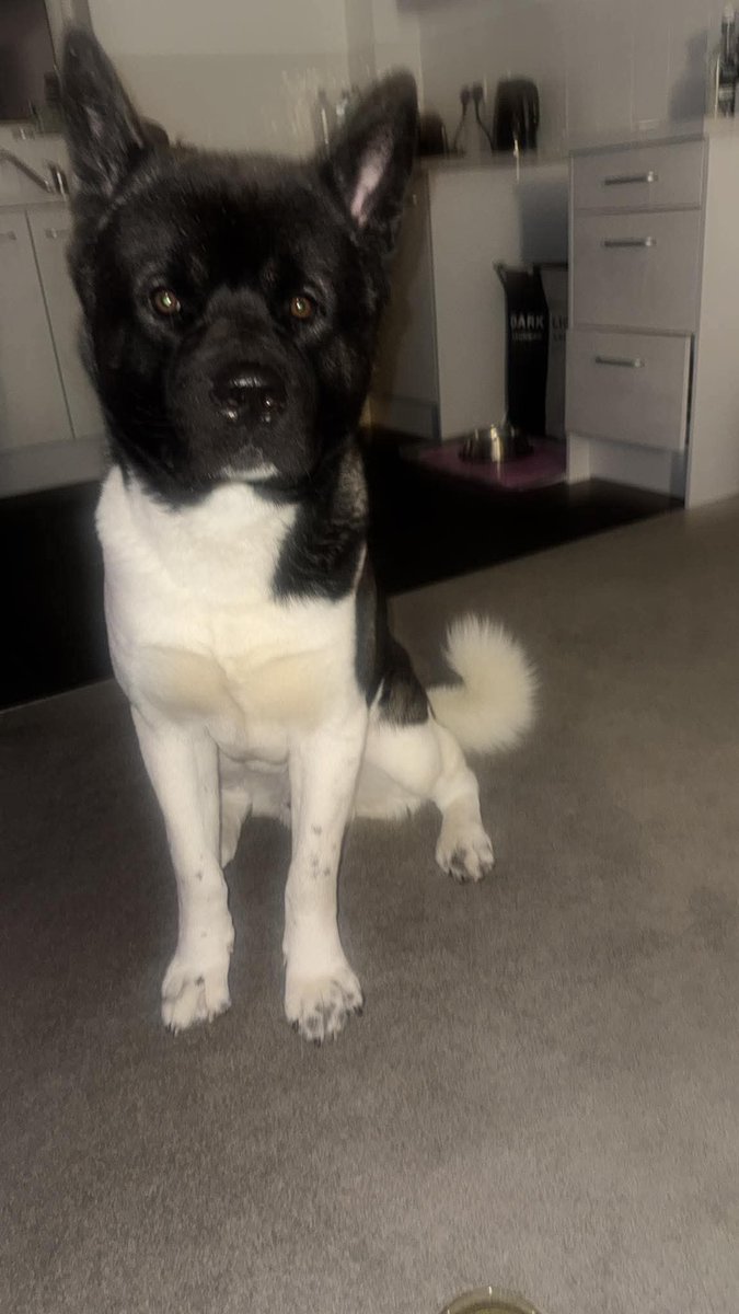 millypod1's tweet photo. 🆘28 AUG 2026 #Lost Zeuss #ScanMe
YOUNG Akita Male
Home...Redwing Road near Hogwood Industrial Estate
#Finchampstead #Wokingham #Berkshire #RG40
https://t.co/hOjhSg2fL1 https://t.co/OmhifonnwI