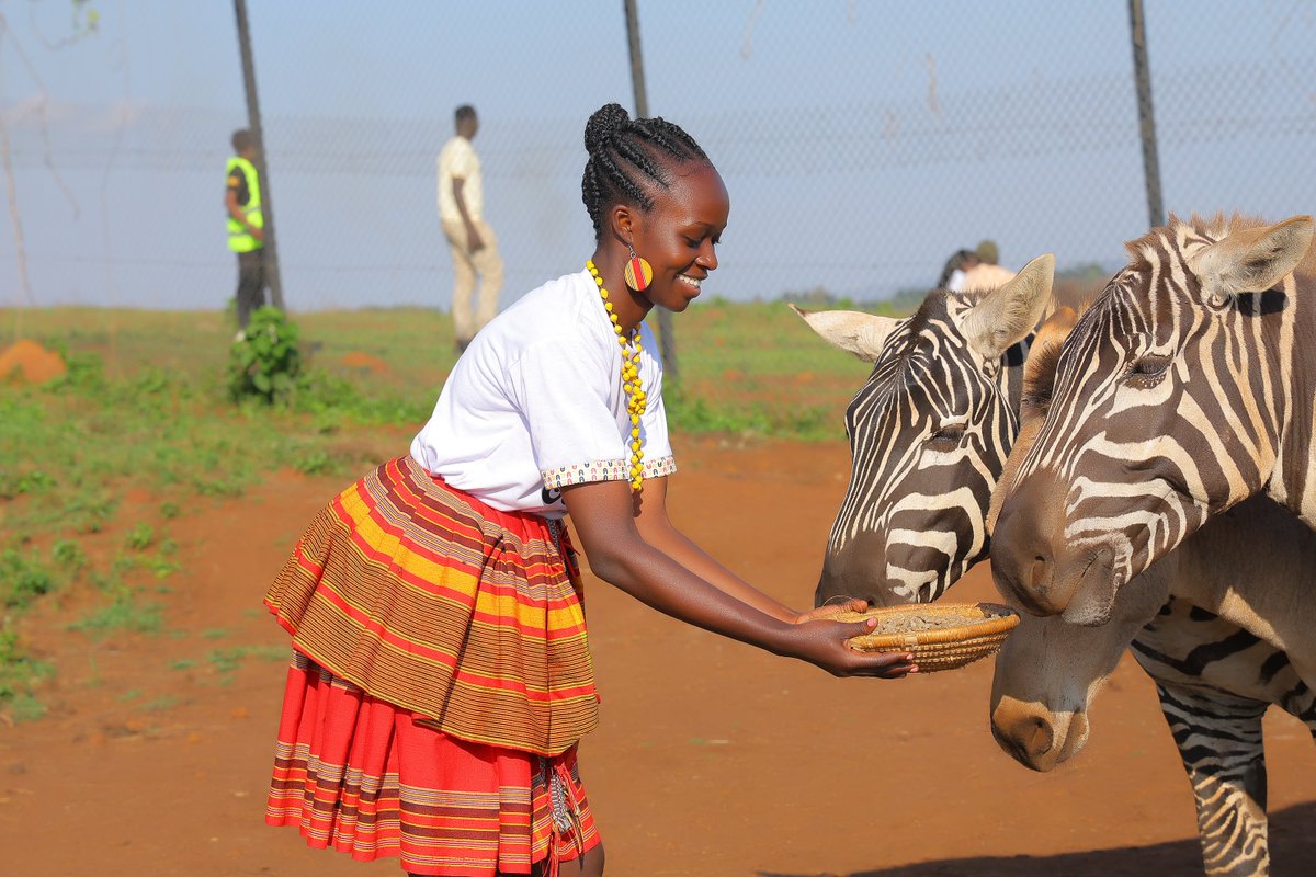 harriet73299's tweet photo. 🦓✨ Stripes, beauty and wild elegance at CTC Mpigi! Getting closer to nature, one unforgettable experience at a time. 🌿💚 #CTCMpigi #UgandaTourism #WildlifeExperience #TourismIsEveryonesBusiness##Exploreuganda https://t.co/IJD99sE5SA