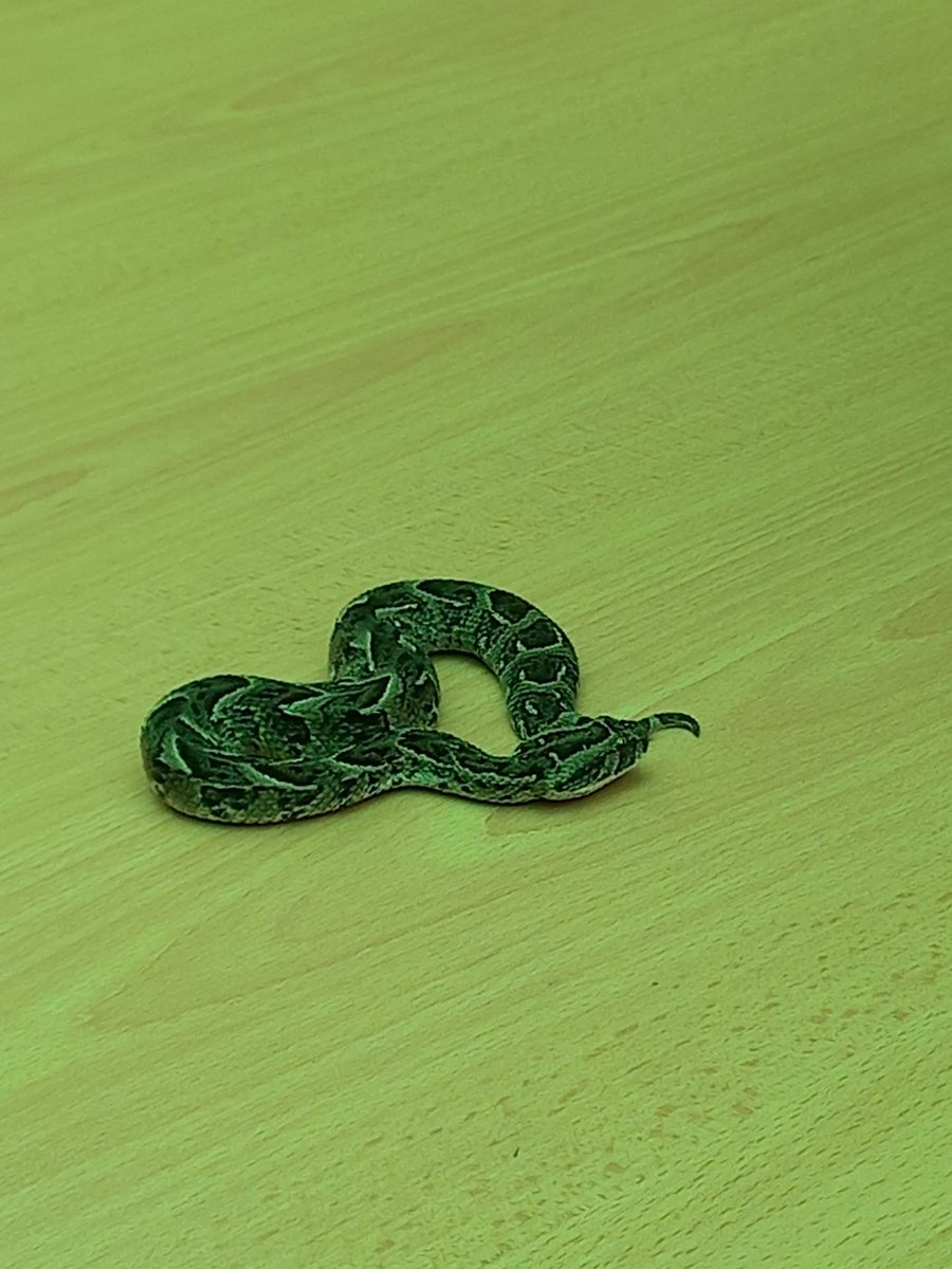 Baburasska's tweet photo. Puff adder

📍Chimanimani National Park https://t.co/0wNiql3dwT