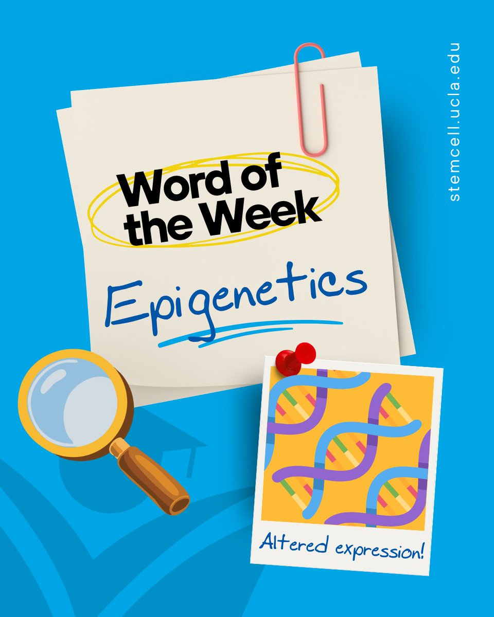 UCLAstemcell's tweet photo. You may have heard that DNA contains genes for specific traits. But did you know that certain chemicals can impact how those genes are expressed? To learn more, dive into this post on epigenetics! 🧬@Allard_Lab_UCLA
#UCLAStemCell #StemCellResearch #WordoftheWeek #Epigenetics https://t.co/KCmSL7yTb4