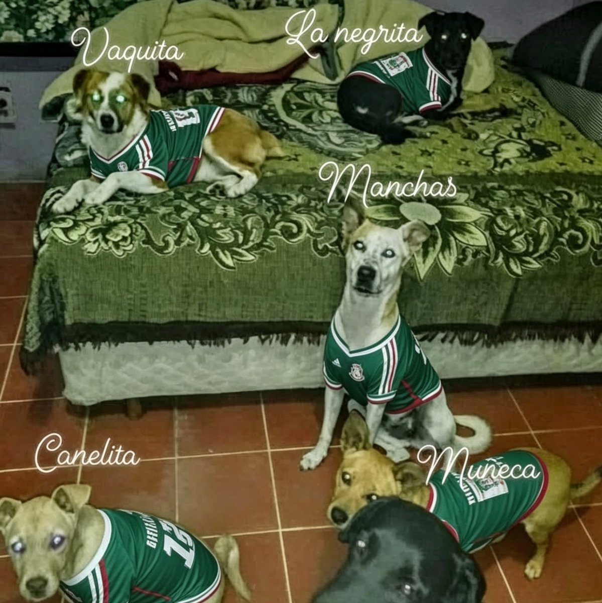JorgeJaime_1's tweet photo. Por que alguien me lo pidió y sin querer molestar a nadie un mini teléton buscamos padrinos qué nos apoyen con un peso o lo que gusten para alimento productos de limpieza bolsas para basura platitos pastillasparalasgarrapatas y sarna  apoyanos solo poco tiempo echanos una manita https://t.co/MMkkN432Va