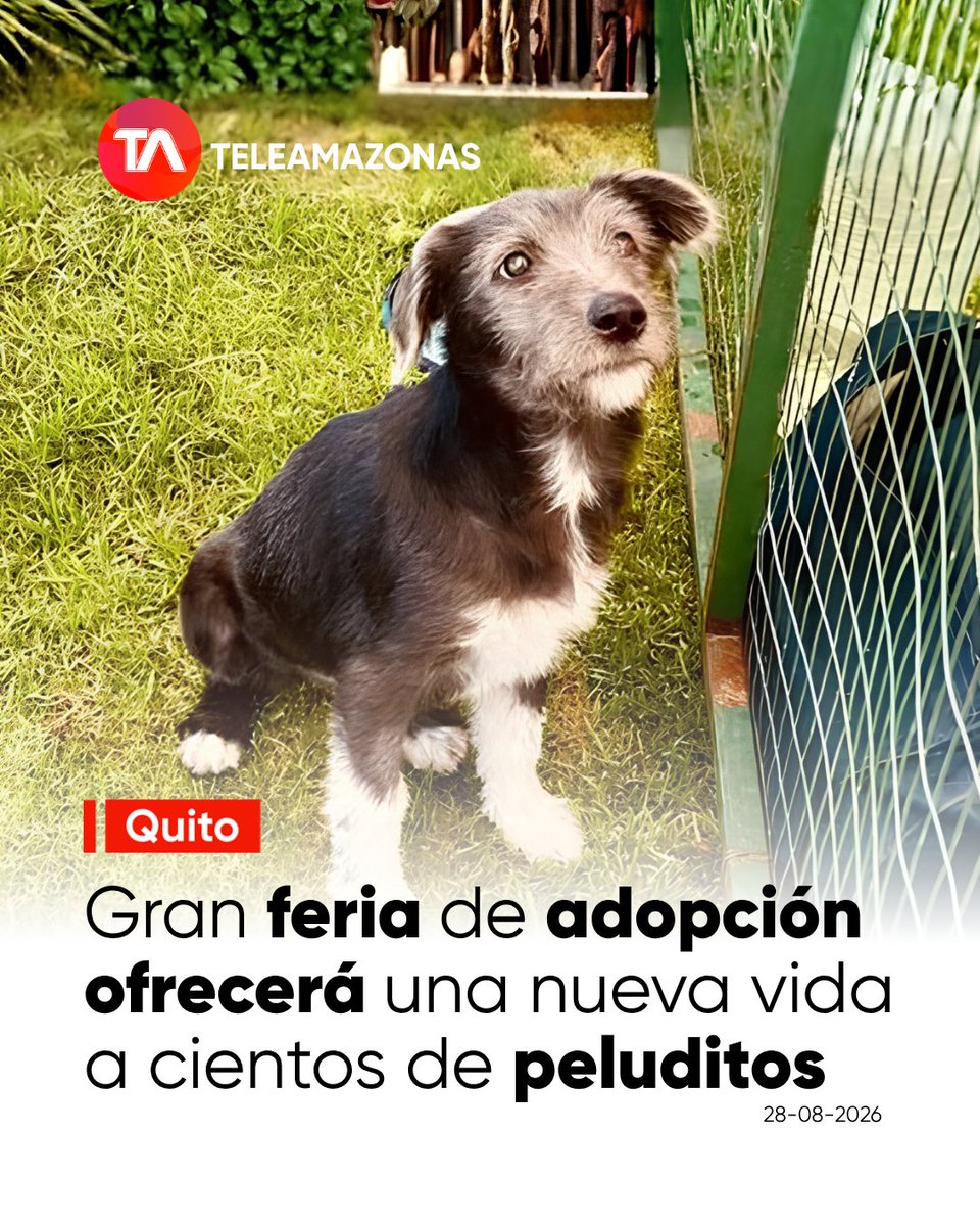 teleamazonasec's tweet photo. 🐕 https://t.co/B1z9cRnyJt 👉 Una gran feria de adopción buscará un hogar definitivo para decenas de perros y gatos rescatados este domingo 30 de agosto en el Parque Bicentenario de #Quito. https://t.co/C8sXaMvNkY