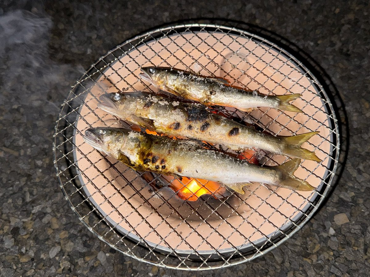 ishikawaanarchy's tweet photo. 肱川流域の鮎。学生と2人で100匹以上獲れました。耐えきれずアパートの裏でこっそり七輪。こんな贅沢他にあるのでしょうか。美味すぎる！！ https://t.co/mW3SiB2RY1