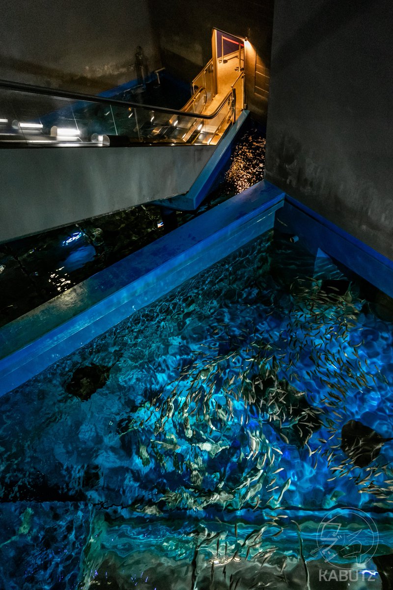 tan_sui_kabutz's tweet photo. 北海道には水族館みたいなお城があるんです https://t.co/gB2cQNIhf7