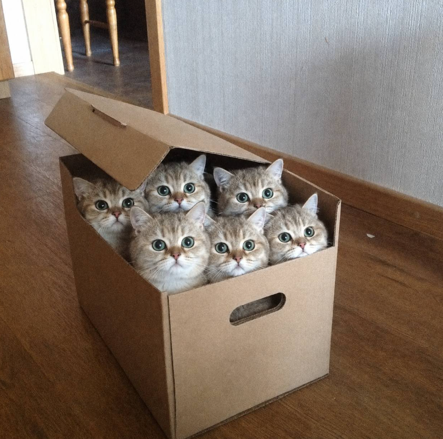 CptCry's tweet photo. @ragedyor Get $Boxed with winners https://t.co/WBLftPKRCM