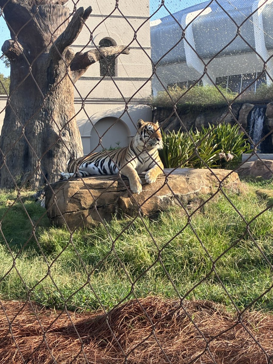 MikeTheTiger's tweet photo. So much majesty in one place. Take advantage of it, Tigers. https://t.co/GkmcJqUJjk
