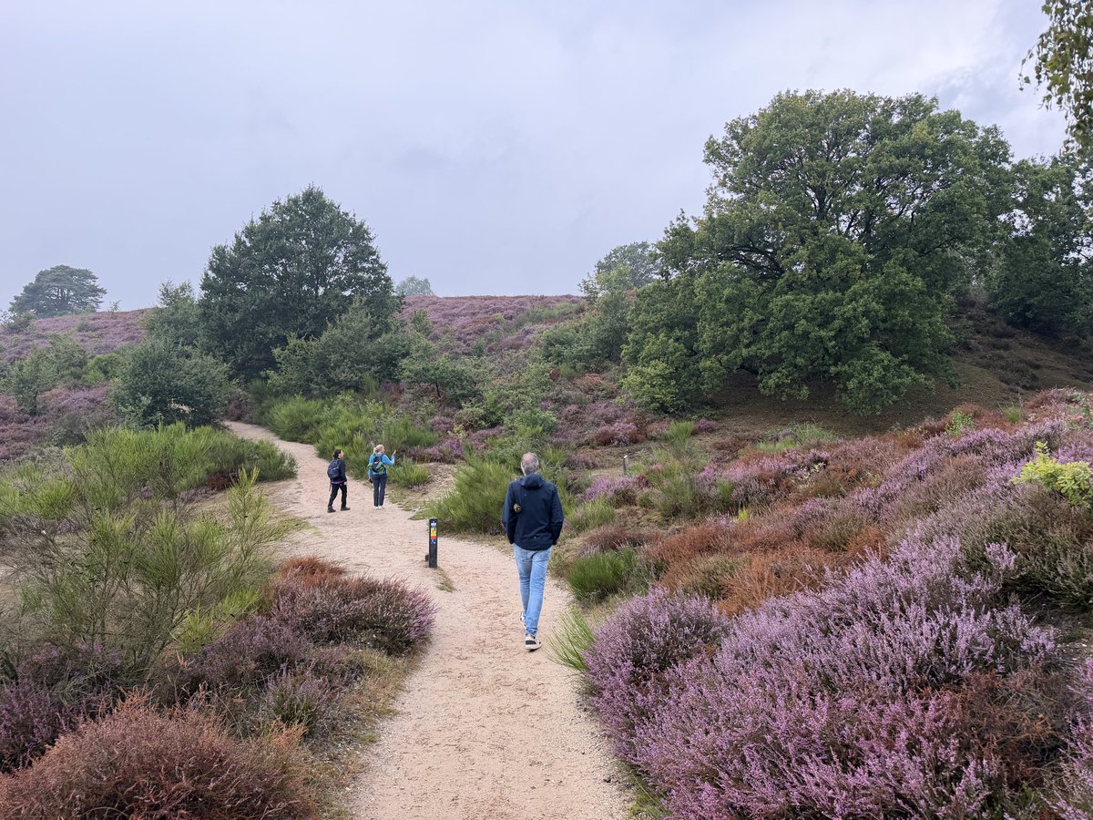 erica_v_leeuwen's tweet photo. Wandeling over de #Posbank met bruine en paarse heideโ๏ธโ๏ธ๐๐ค
@weermanrobert @Alpenweerman @HartvNL @EdAldus @BuienRadarNL @helgavanleur @weerenradar_nl @OmroepGLD @SevereweatherNL #zomer #heide https://t.co/gTFQxcu8qB