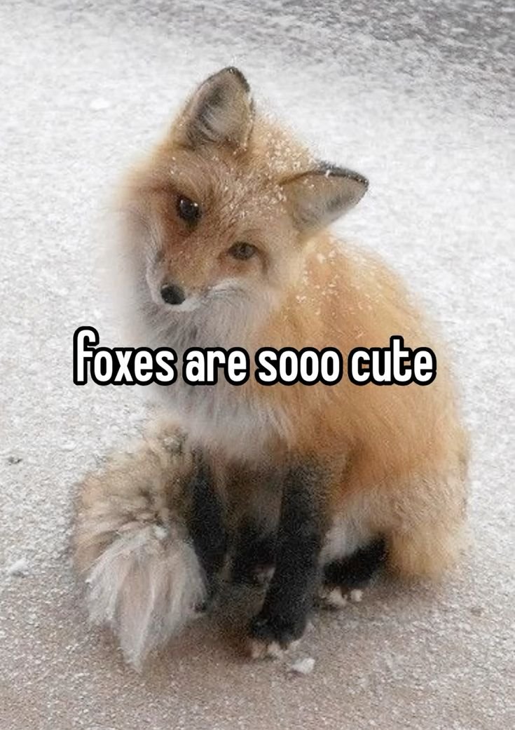 sleepyolliefox's tweet photo. https://t.co/sILPsYuCOG