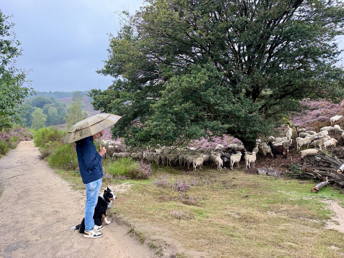 erica_v_leeuwen's tweet photo. Wandeling over de heide op de #Posbank met uiteindelijk een stevige buiโ๏ธ
@weermanrobert @Alpenweerman @HartvNL @EdAldus @BuienRadarNL @helgavanleur @weerenradar_nl @OmroepGLD @SevereweatherNL #zomer #heide #bui https://t.co/Bxym7HIkYC