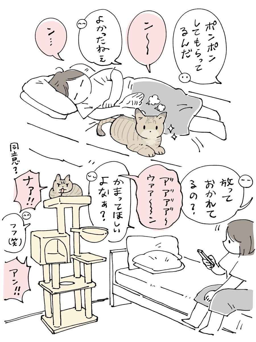 bou128's tweet photo. かなり満足な時はちっちゃい声で『ン……』とか言ってるのに、不満がある時はでっかい声で私に『ひどいんすよ！』みたいに文句を伝えてくるし、「かまって欲しいよなあ？」と言ったら『ナァ‼️』て同意してきて笑ってしまった　感情表現豊か https://t.co/yKC1dsGKBu