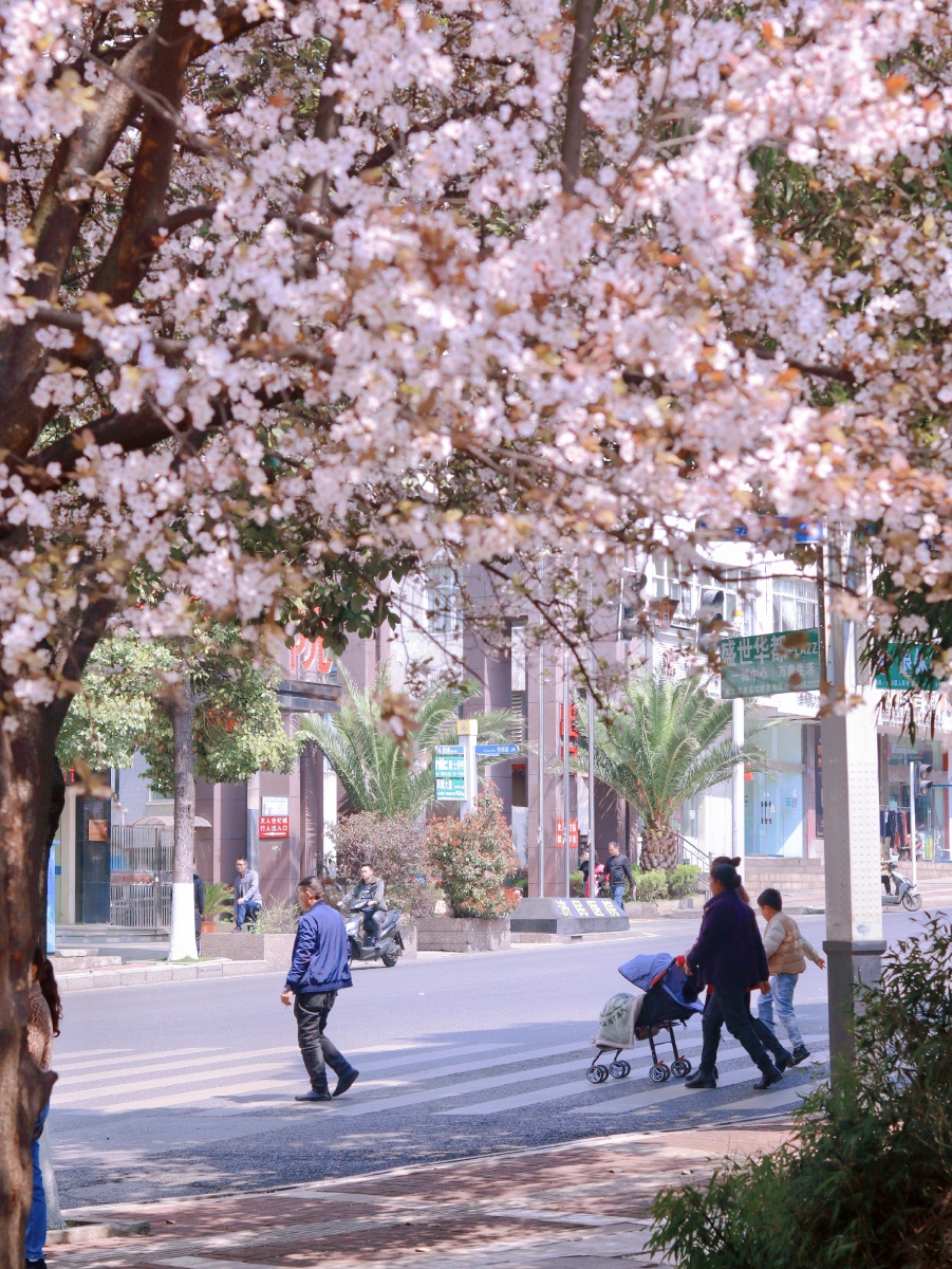 halimeerdem3's tweet photo. The sun’s out, cherry blossoms are in full bloom  Perfect spring vibes for a morning walk! https://t.co/kzRvx4wGCy
