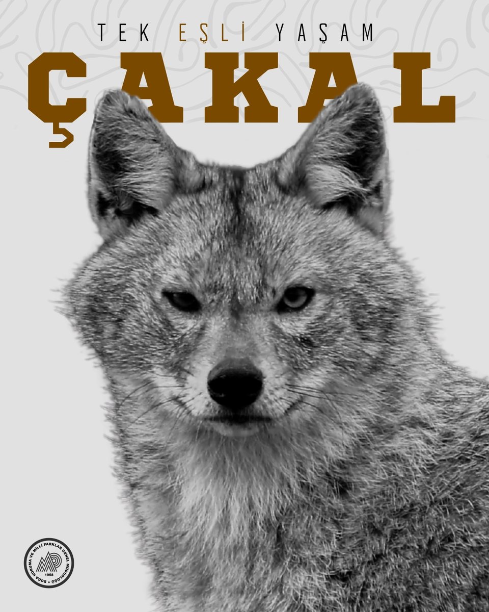 milliparklar's tweet photo. Canidae familyası üyeleri, gelişmiş koku alma duyuları, yüksek sosyal zekaları ve bitmek bilmeyen enerjileriyle doğanın en usta kara avcıları arasında yer alır. Türkiye, zengin biyoçeşitliliği ve farklı ekosistemleri sayesinde bu asil ailenin en etkileyici üyelerine ev sahipliği yapar. Ülkemizin yaban hayatında Canidae familyasına ait 3 tür vardır ve her biri farklı yaşam alanlarında, kendilerine has avlanma yetenekleriyle ekosistemin dengesinde kritik bir rol üstlenir. 🐺🦊🐾

@TCTarim