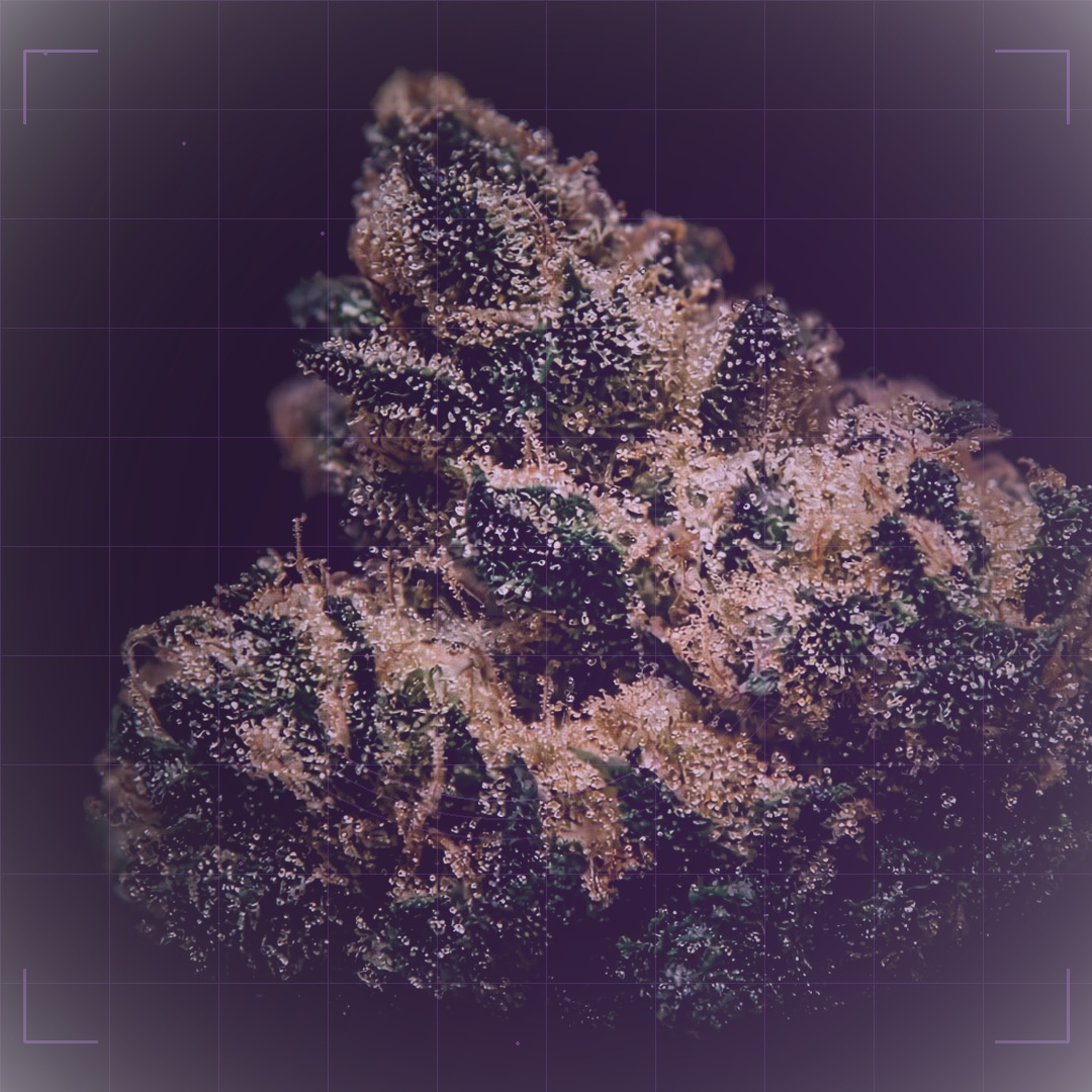 Ataturukmenx's tweet photo. 🌿 Amnesia Haze | Cannabis Çeşit Profili
Hibrit genetik hattı; aroma notları: Narenciye, Limon, Topraksı.
Terpen bağlamı: Limonene, Myrcene.
Eğitsel arşiv içeriğidir; yerel yasalara uyun.
#CannabisGenetics #StrainProfile #CannabisCulture https://t.co/uLSkcbB5As