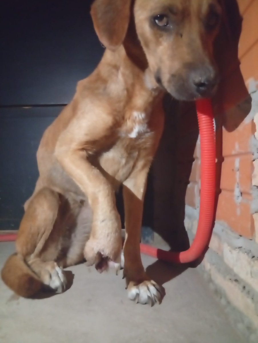 Ref_AdriMoreira's tweet photo. Amig@s del refugio...
Sé que la fecha es pésima, también sé que ya no doy más. Los gastos de mantenimiento del refugio y de la Veterinaria me superan ampliamente (julio y agosto, pésimos meses). https://t.co/Sm0Zkc2YNW