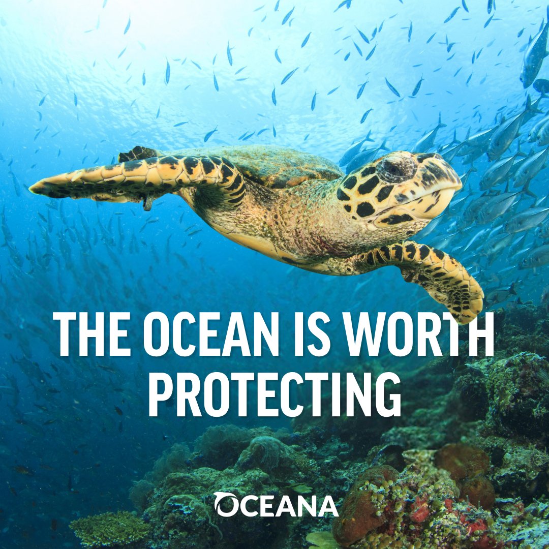 oceana's tweet photo. The ocean gives us so much: food, livelihoods, wonder and a home for millions of species. 💙

It’s worth protecting. And that’s why Oceana is working to restore and defend our oceans around the world. Join us today at https://t.co/dypFz00duw https://t.co/ep3OEspJOq