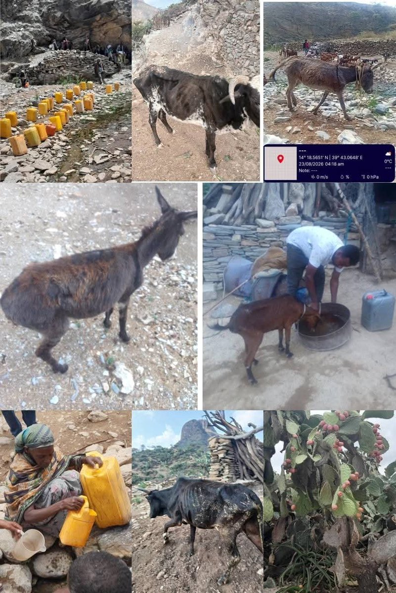 YemaneTseg76999's tweet photo. @hrw @amnesty
@WFP @WHO @UNHumanRights
@UNDP @UN_HRC
@UNEP @UNVolunteers
@eu_echo @IrobAnina

Writing
Irob Is Thirsty: A Call for Urgent Action 💔🌍
Irob District in Tigray is facing a severe drought after the failure of seasonal rains. For a community whose livelihoods depend heavily on livestock and limited agriculture, the absence of rain is not simply a lack of water—it is a threat to food, livestock, health, and survival.
This is more than a weather crisis. It is a humanitarian crisis that requires urgent attention.
We appeal to humanitarian organizations, the Ethiopian and Tigrayan authorities, the Irob community in the diaspora, and people of goodwill around the world to stand with the people of Irob.
Water today can mean survival tomorrow.
We urgently need:
Emergency water supply 💧
Food assistance 🌾
Livestock feed and veterinary support 🐄
Seeds and agricultural assistance 🌱
Support for vulnerable families, children, and elders
Long-term solutions for drought resilience
Please do not wait until the situation becomes a catastrophe. Irob needs attention, solidarity, and action now.
#Irob #IrobDrought #Tigray #DroughtCrisis #HumanitarianCrisis #WaterForIrob #HelpIrob #StandWithIrob
