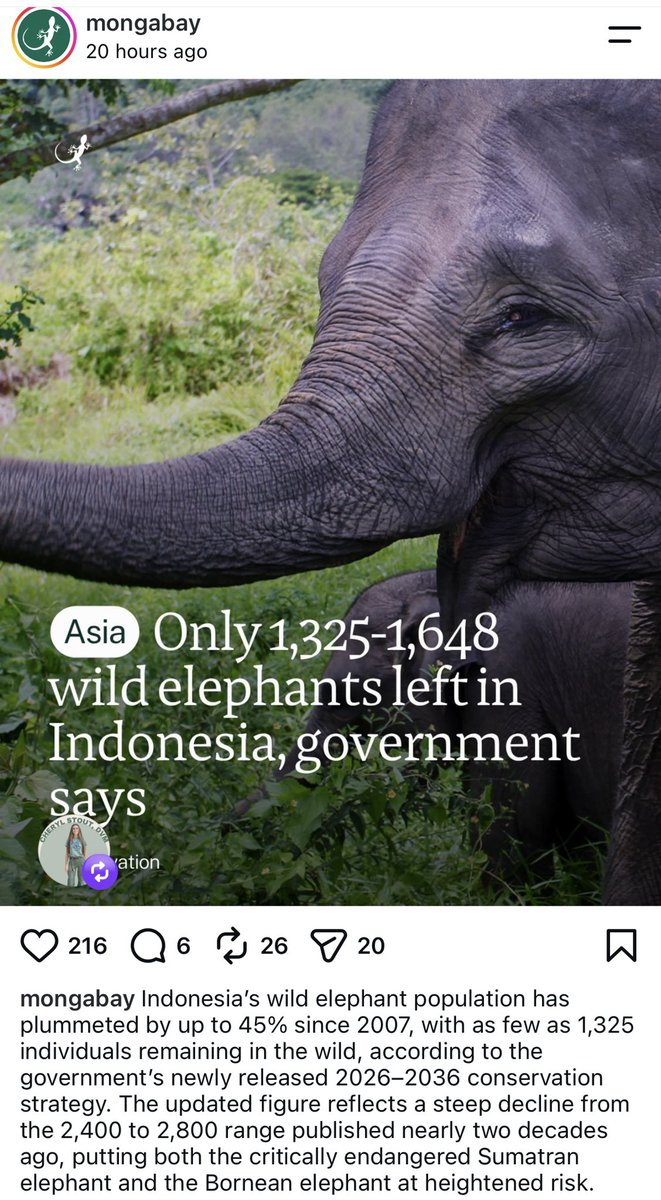 nvolpewild's tweet photo. Just absolutely devastating. 🐘😭
Indonesia’s rainforests are BARELY hanging on, every single day forest gets burnt and cut we lose millions of animals. A failure of the entire world not  to help fund the protection of these important ecosystems. 🥹 https://t.co/27ldzC4pZG