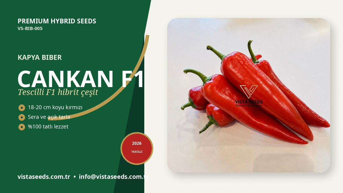 VistaSeeds's tweet photo. 🫑 TIRPAN F1 Kapya Biber
🌱 TIRPAN F1; sera yetiştiriciliğine uygun, 19-21 cm boyunda koyu kırmızı ve %100 tatlı meyvelere sahip profesyon
Tescilli yerli çeşidimiz, sahada kanıtlı.
Detay: https://t.co/egQjXZzO5m…

#VistaSeeds #yerlitohum #sebzetohumu #biber https://t.co/bIQ67bDfCT