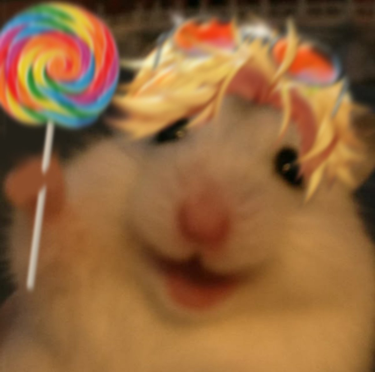 7_shichii's tweet photo. #newprofilepic 

Hampter 🐹🍭 https://t.co/7cRuzLfyz1