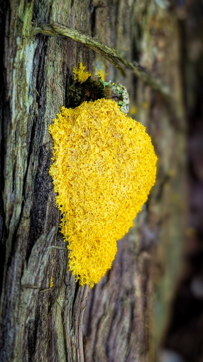 asterisque79's tweet photo. Yellow bog moss (Fuligo septica), also known as “witch’s butter.”
#slimemold #yellow #photography https://t.co/Q5MEyY2Zqo