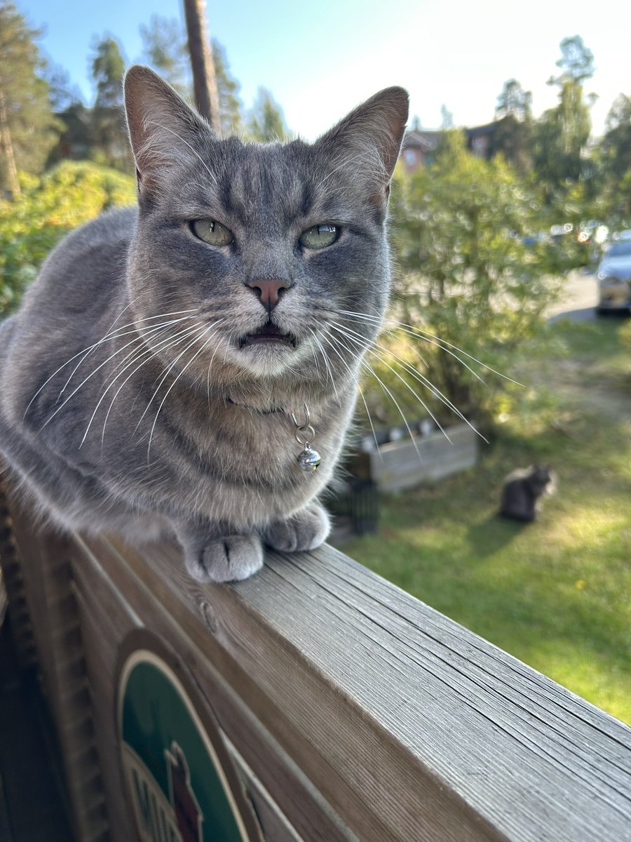 zjmrepeat's tweet photo. kitty https://t.co/VylBye7jCi
