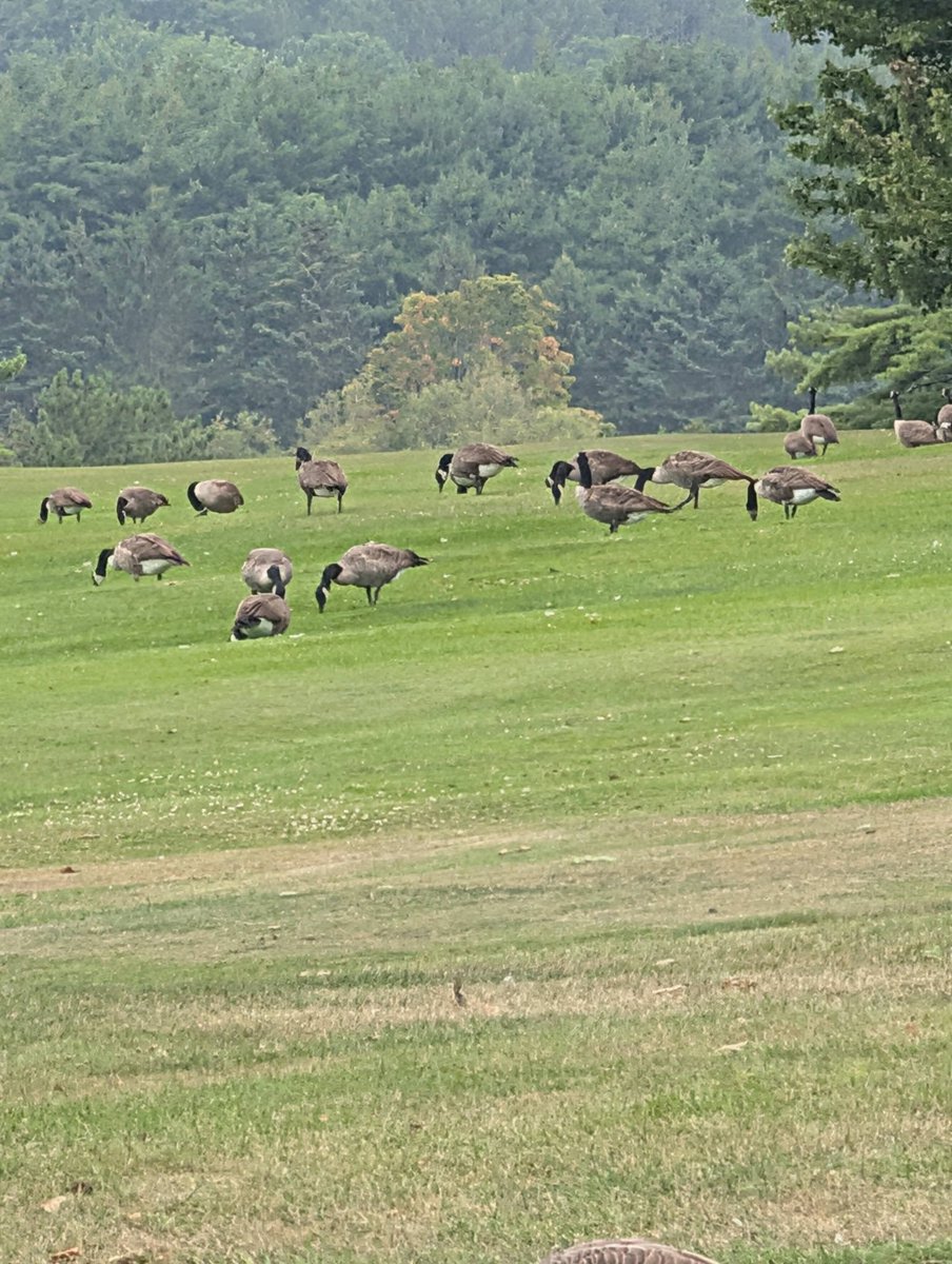 29blake's tweet photo. @POTUS Are these now American Geese?  or are they still Canadian Geese?  If they are Canadian Geese should you send ICE to Rockland, Me?  
#groceriesarestillhigh #gasisstillhigh #changinglakenamesdoesnothelp https://t.co/DXt49Dj1Hv